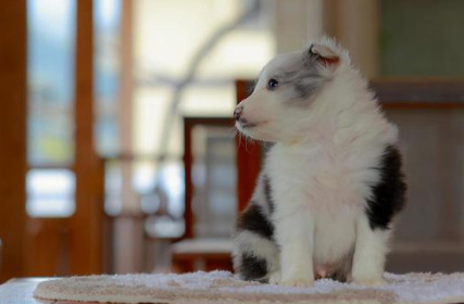 古民家ドッグカフェ開店5月 ひら埜 つがる市柏稲盛岡本にオープン スイーツ カフェ ベーカリー速報